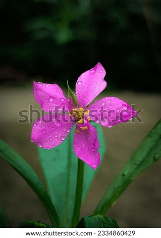 Pink flower with rain drop.