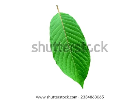 Leaves of Kratom or mitragynine with fruits and flowers on white background isolated