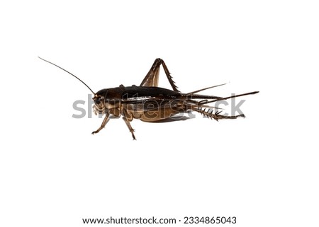 Isolate of cricket put on white background.concept picture of animal macro style.