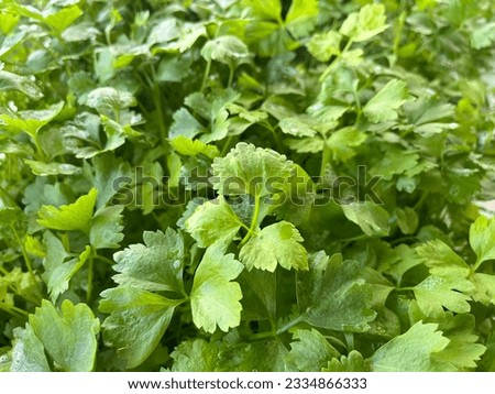 Green leafy vegetables can be eaten both stems and fibers. Royalty-Free Stock Photo #2334866333