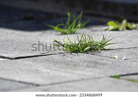    weed that creeps through the board                            
