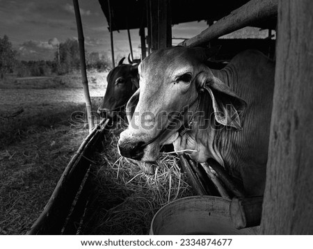 Black and white picture of the day-to-day lives of cows.
