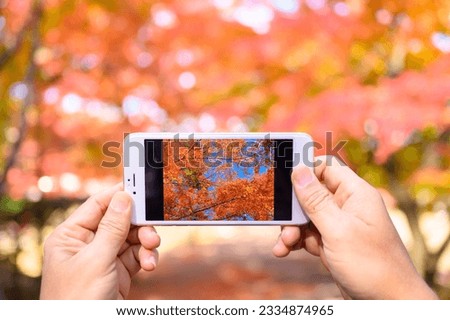 A closeup shot of a smartphone in the hands of a person in the camera mode, picture of red trees