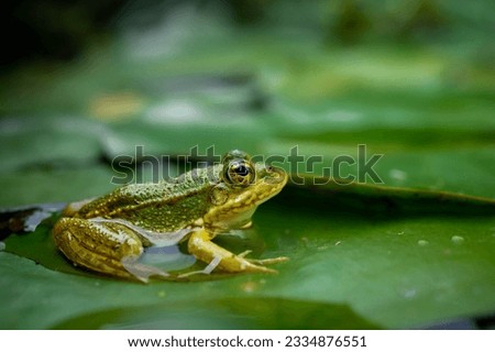 Frog resting. One green pool frog sitting on leaf. Pelophylax lessonae. European frog on water lily leaf. Marsh frog with Nymphaea leaf. Royalty-Free Stock Photo #2334876551