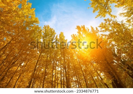 Upward view of Fall Aspen Trees, filtered sunlight , Leh District in the state of Jammu and Kashmir, India.