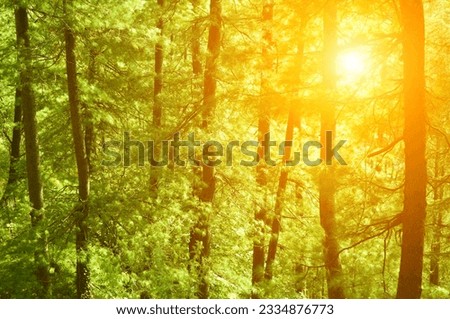 Beautiful sunset in the woods, pine forest at Shimla, the capital city of Himachal Pradesh, India.