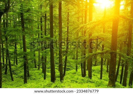Pine tree in golden sunlight at Shimla during sunset, the capital city of Himachal Pradesh, India.