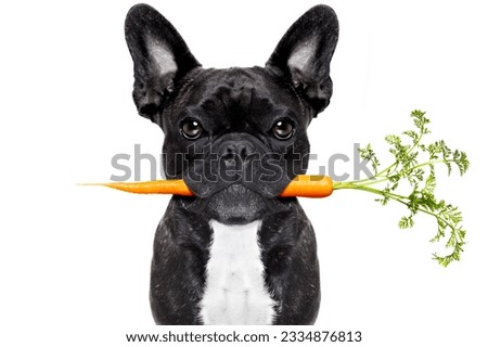 healthy food eating french bulldog with vegan or vegetarian carrot in mouth, isolated on white background
