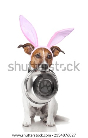 easter bunny ears jack russell dog , hungry with food bowl in mouth, isolated on white background