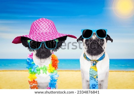 couple of pug dogs in love , relaxing at the beach on summer vacation holidays, ocean shore and sun as background