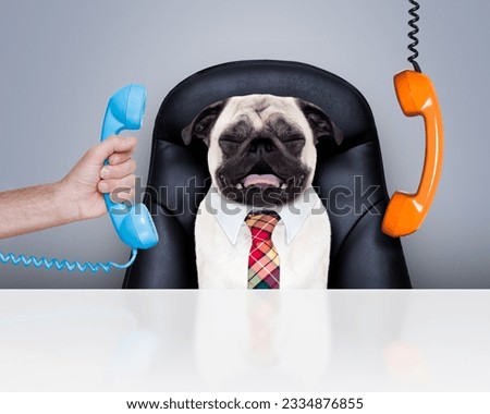 office businessman pug dog as boss and chef , busy and burnout , sitting on leather chair and desk, telephones hanging around