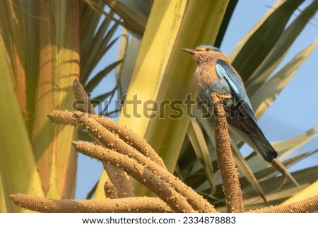 "Indian Roller: Spreading Colors of Nature, Crafting Wonders of Sky."