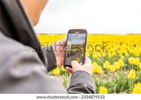A male taking a picture by phone of a field with yellow tulips