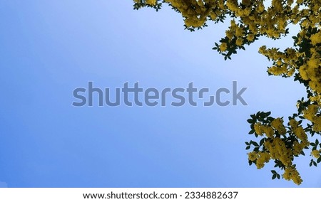 a cool view of blue sky among beautiful yellow flowers in spring 