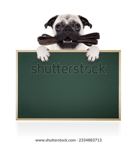 pug dog with leather leash ready for a walk with owner, behind blank empty blackboard or placard, isolated on white background