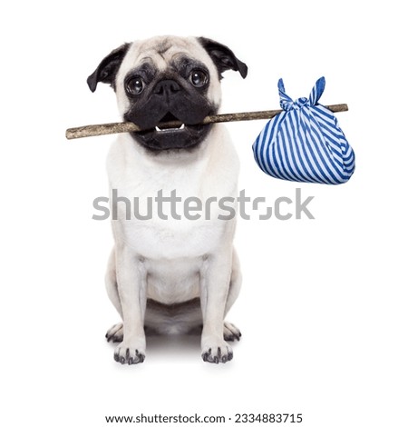 pug dog abandoned and left all alone on the road or street, with luggage bag , begging to come home to owners Royalty-Free Stock Photo #2334883715