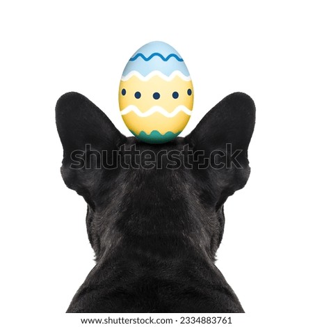 french bulldog dog looking straight, from behind showing back and rear torso , while sitting , with easter holidays decorated egg on head, isolated on white background