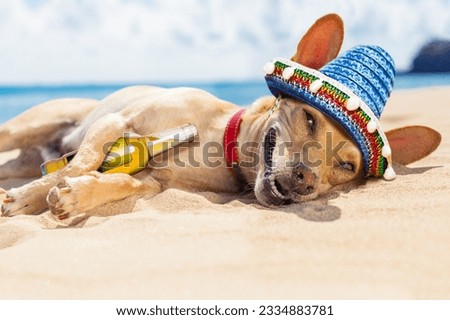 chihuahua dog relaxing and resting , drunk on the sand at the beach on summer vacation holidays, ocean shore behind