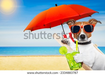 jack russell dog at the beach on a hammock , with cocktail drink glass, relaxing on summer vacation holidays, ocean shore and sun as background