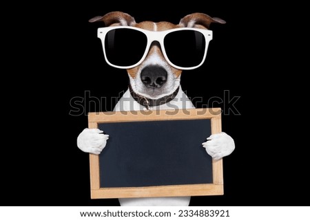 jack russell terrier dog isolated on black background looking at you with sunglasses , holding banner and placard , very smart and cool