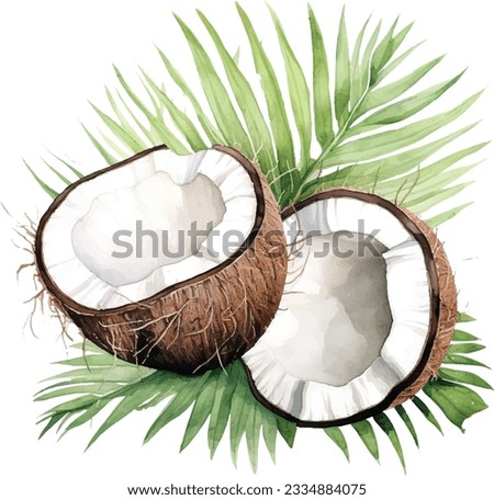 Watercolor Coconut vector with tropical leaves. Isolated on white background. Royalty-Free Stock Photo #2334884075