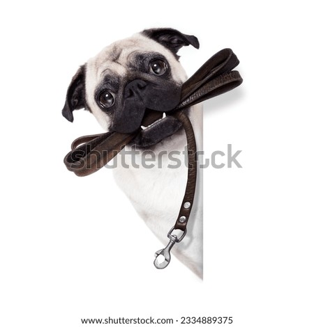 pug dog with leather leash ready for a walk with owner, beside blank empty banner or placard, isolated on white background