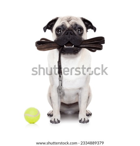 pug dog with leather leash ready for a walk with owner, isolated on white background