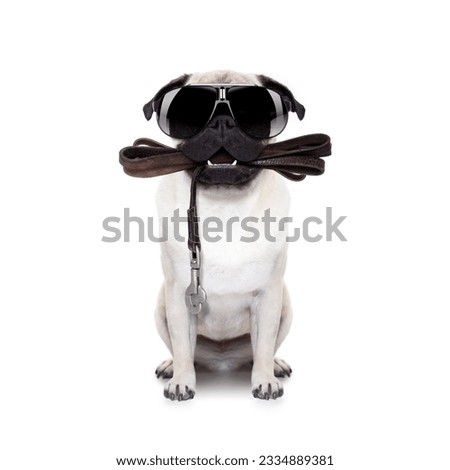 pug dog with leather leash ready for a walk with owner,with cool sunglasses, isolated on white background