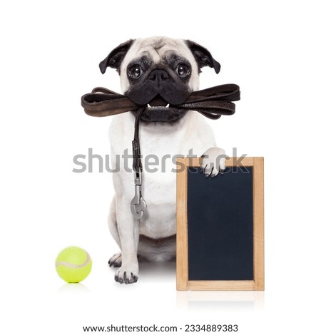 pug dog with leather leash ready for a walk with owner, holding blank empty blackboard or placard, isolated on white background