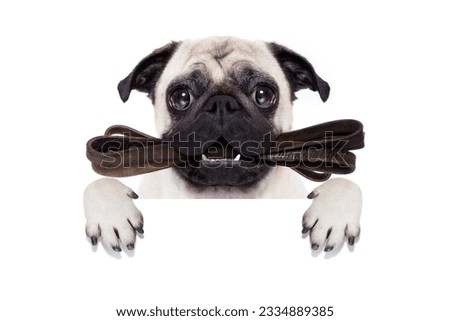 pug dog with leather leash ready for a walk with owner, behind blank empty banner or placard, isolated on white background