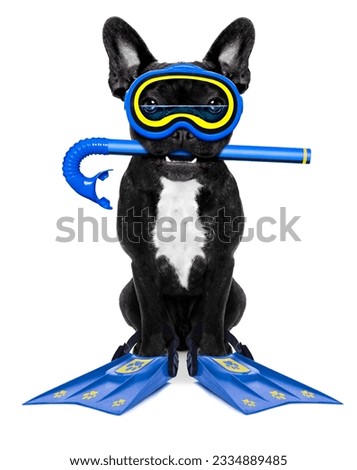 Snorkeling scuba diving french bulldog dog with mask and fins , isolated on white background