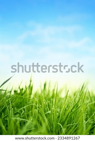 Fresh Spring Grass. Garden Background