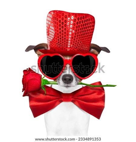 jack russell terrier dog isolated on white with valentines red rose in mouth , tie and red hat wearing funny heart sunglasses