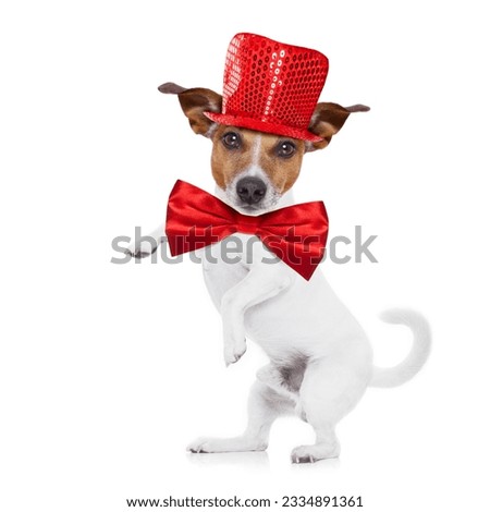 jack russell terrier dog isolated on white background , funny party hat and tie, high five paw