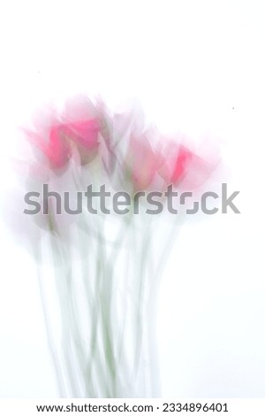 Captivating Elegance: Blurry Background of Rose Flowers, Perfect for Inspiring Quotes and Cards