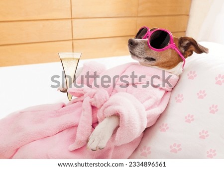 jack russell dog relaxing and lying, in spa wellness center ,wearing a bathrobe and funny sunglasses , champagne cocktail