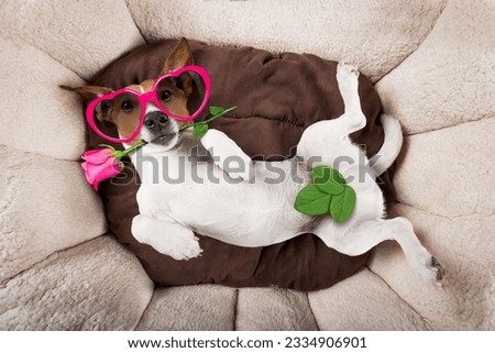 jack russell dog looking and staring at you ,while lying on bed with valentines rose in mouth,in love