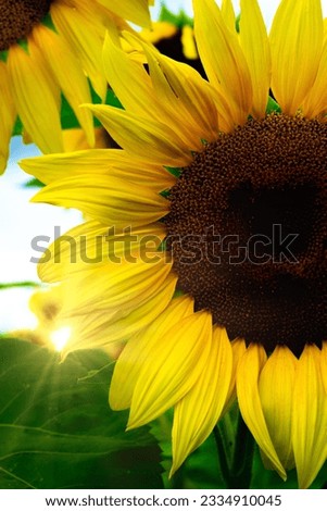  Yellow sunflower in the sunset
