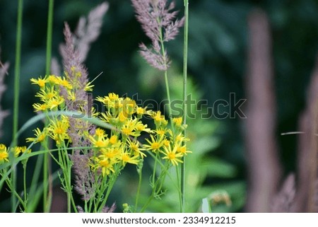 Close-up of yellow flowers in grass. flower looks like a daisy. branch of flowers among grass. decorative flowers. nature background. photo wallpaper. without people. 
