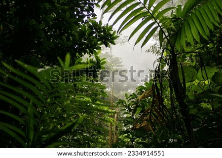 Cloud forest in Monteverde - Costa Rica - fauna and flora Royalty-Free Stock Photo #2334914551