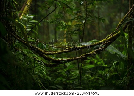 Cloud forest in Monteverde - Costa Rica - fauna and flora Royalty-Free Stock Photo #2334914595