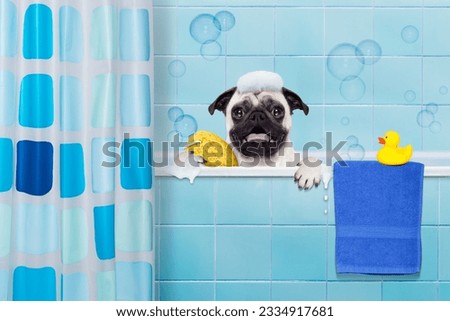 pug dog in a bathtub not so amused about that , with yellow plastic duck and towel, behind shower curtain