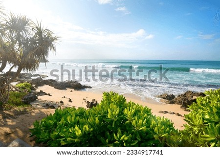 Exotic plants on a sandy beach of indian ocean