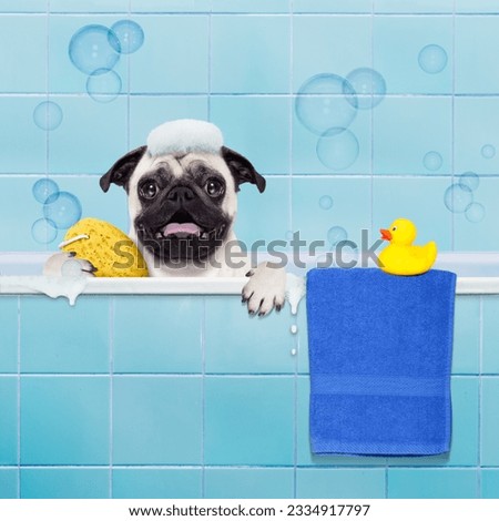 pug dog in a bathtub not so amused about that , with yellow plastic duck and towel