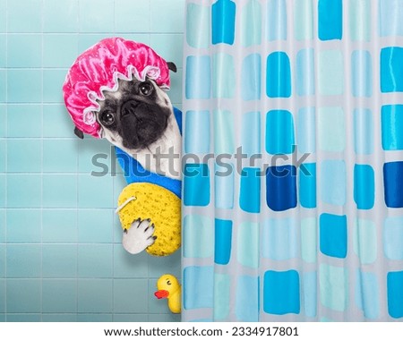 pug dog in a bathtub not so amused about that , with yellow plastic duck and towel, behind shower curtain ,wearing a bathing cap