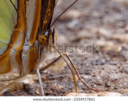 Butterfly landed on ground and leafes