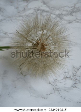 Weightless dandelion on the background of the European plan. Dandelion after flowering. A seed with an umbrella                               