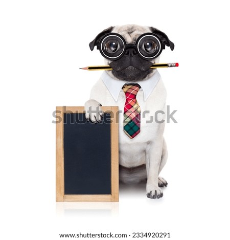 dumb crazy pug dog with nerd glasses as an office business worker with pencil in mouth ,behind empty blank banner and blackboard, isolated on white background