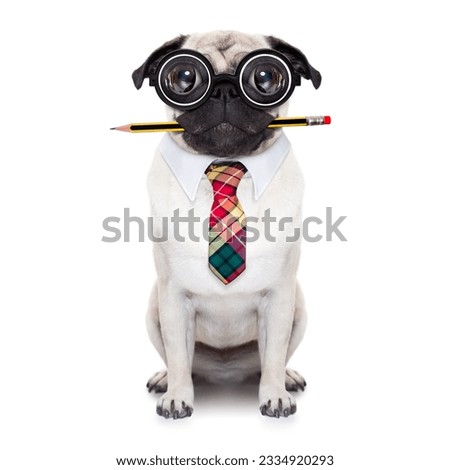 dumb crazy pug dog with nerd glasses as an office business worker with pencil in mouth ,full body , isolated on white background