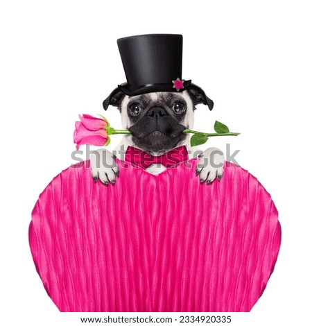 pug dog looking and staring at you , with a valentines rose in mouth,holding empty blank blackboard or placard in heart shape, isolated on white background